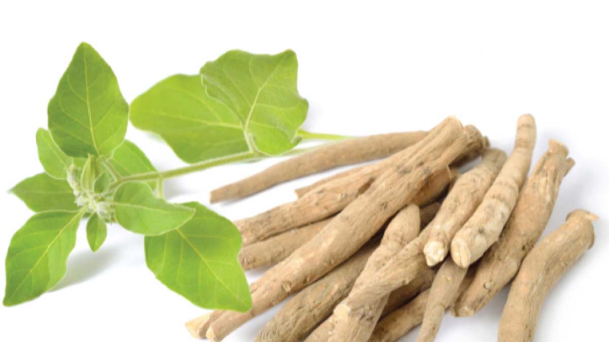 Ashwagandha In Urdu: Meaning, Uses, Cultivation