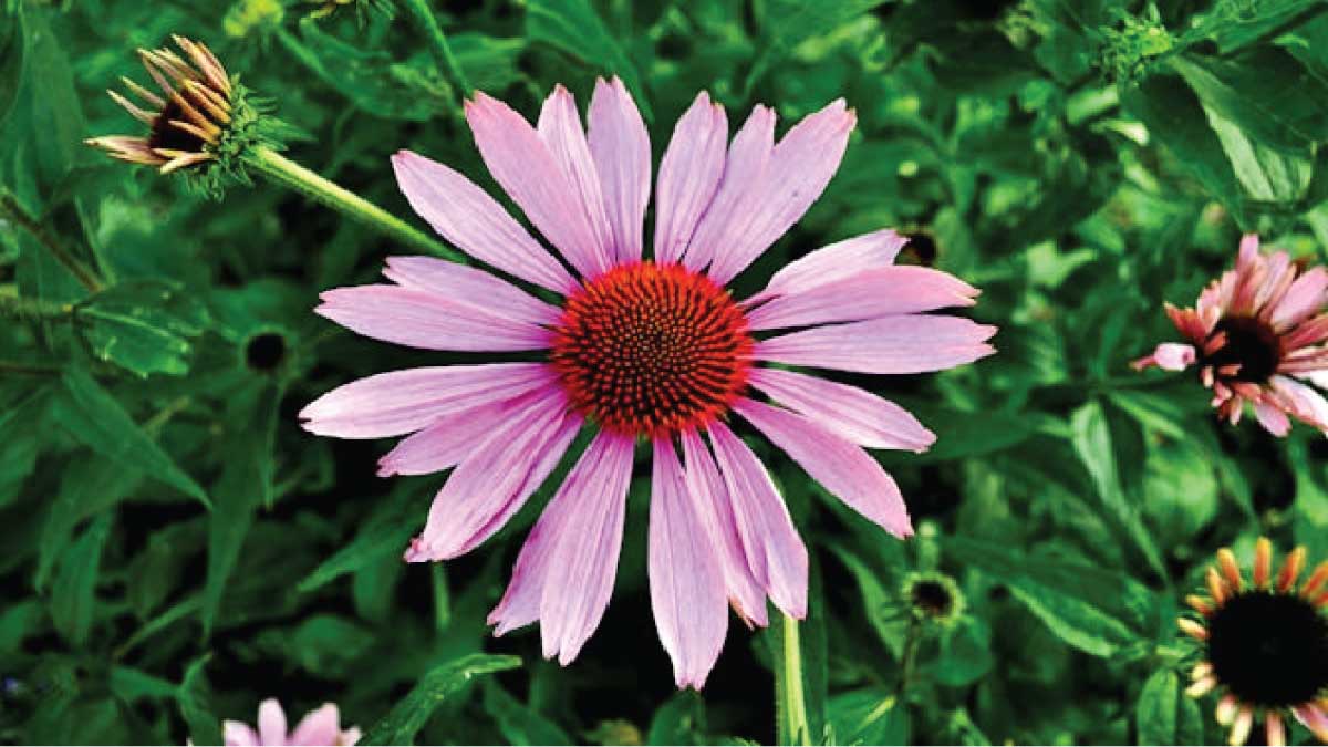 Echinacea In Urdu: Meaning, Uses, Cultivation