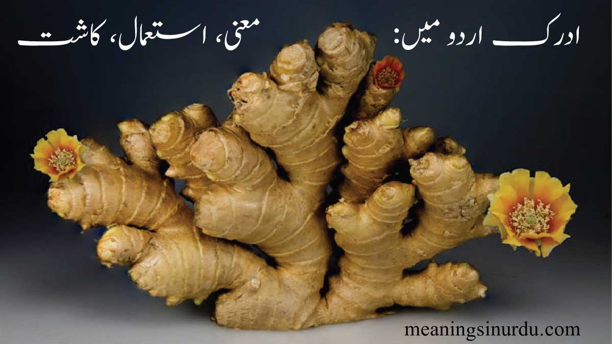 Ginger In Urdu: Meaning, Uses, Cultivation, All in Urdu