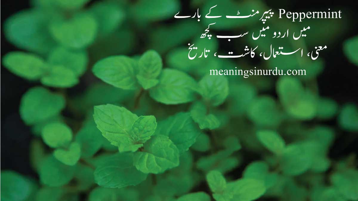 Peppermint In Urdu: Meaning, Uses, Cultivation, History