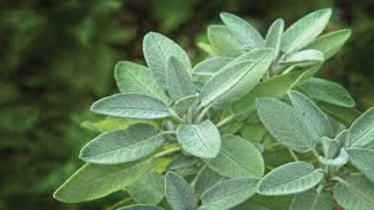 Sage In Urdu: Meaning, Uses, Cultivation
